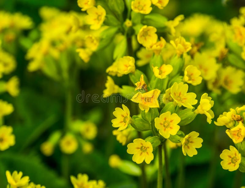 Close up macro bonito da flor da mostarda de campo na flor durante a mola, fundo botânico da natureza fotografia de stock Close up macro bonito da flor da mostarda de campo na flor durante a mola, fundo botânico da natureza fotografia de stock