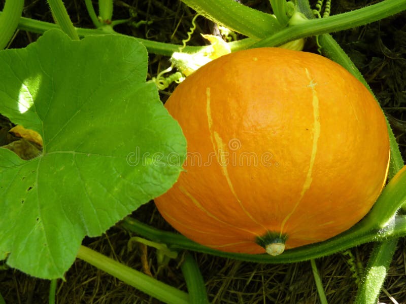 Close Up Macro of Hokkaido Pumpkin Squash stock photography