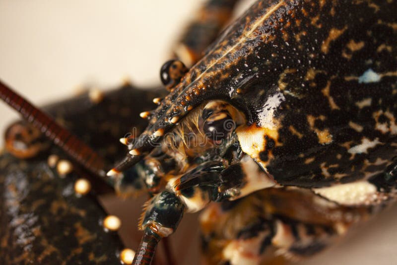 Lobster head and claws stock image. Image of isolated 9733863