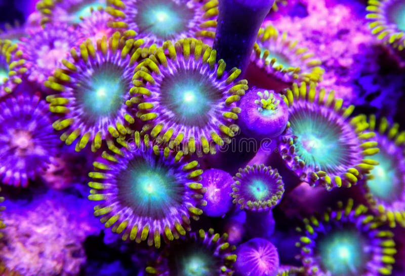 Zoanthid coral