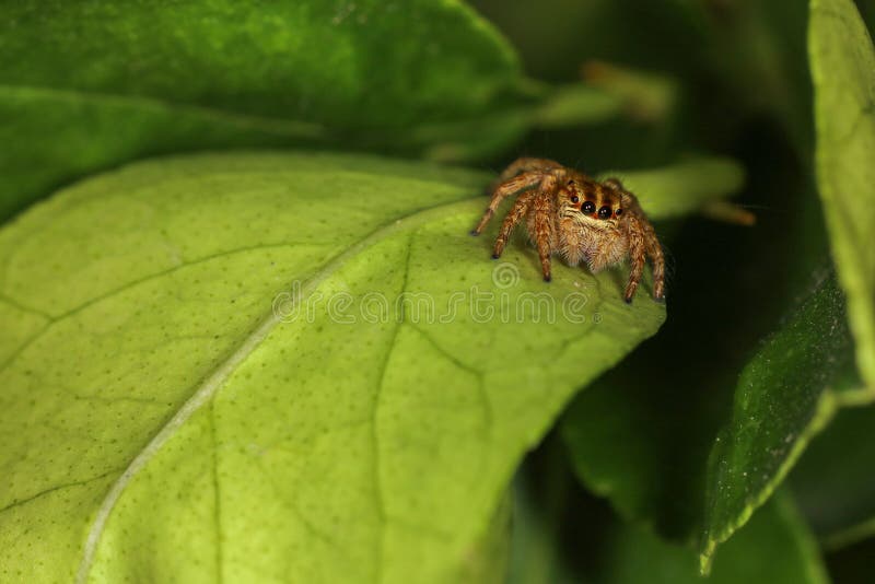 Close up macro jump spider on green leaf in nature at thailand stock image Close up macro jump spider on green leaf in nature at thailand stock image