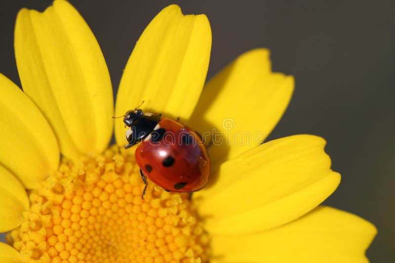 Close up macro of ladybug