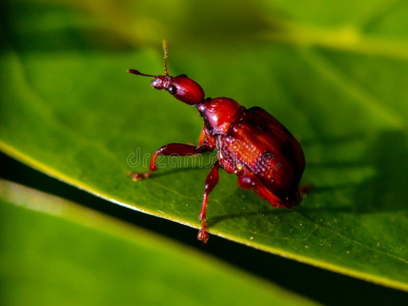 70 Mosquito Cartoon Photos - Free & Royalty-Free Stock Photos from