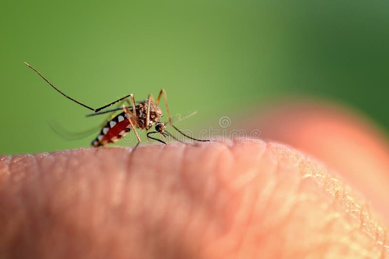 Mosquito bite hand stock image. Image of parasite, infectious 143818367