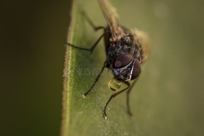 Close up macro photography of a fly, musca domestica, muscidae drinking from a water drop in Buenos Aires, Argentina. Close up macro photography of a fly, musca domestica, muscidae drinking from a water drop in Buenos Aires, Argentina