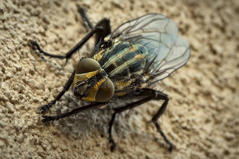 Close up macro photography of a fly, musca domestica, muscidae in a wall in Buenos Aires, Argentina