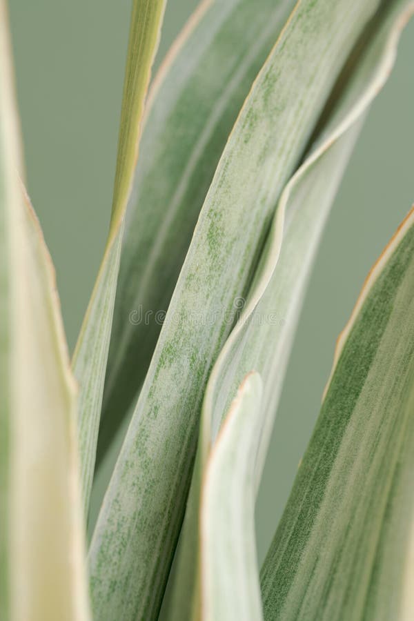 Close Up Macro Sansevieria Trifasciata Cv Pattern Leave Texture