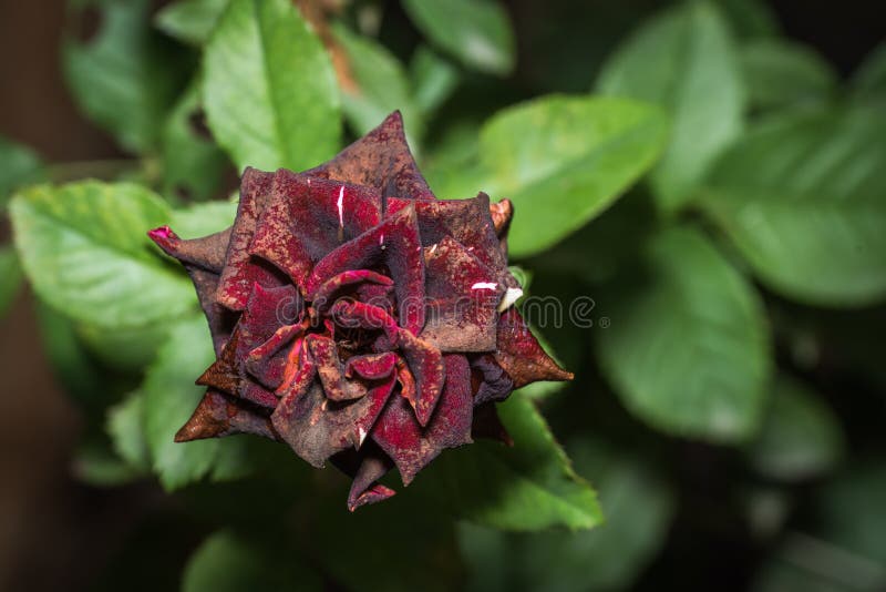 Close up, Macro shot of and old dark red rose stock photos Close up, Macro shot of and old dark red rose stock photos