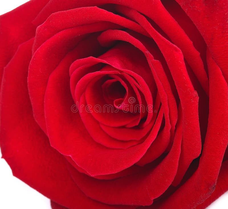 A close up macro shot of a red rose stock images A close up macro shot of a red rose stock images