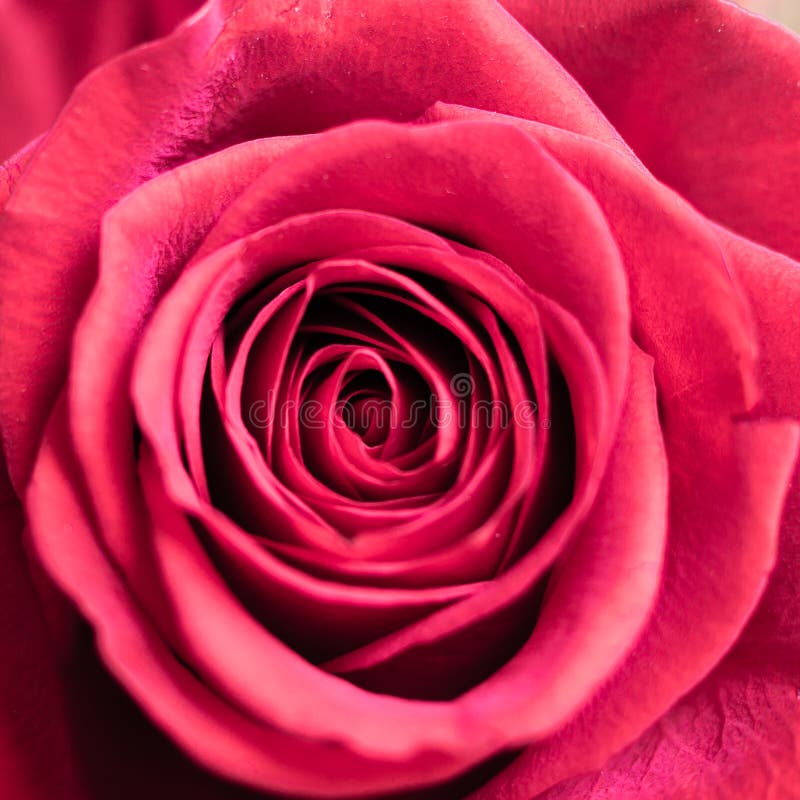 Close up macro shot of a red rose royalty free stock photo Close up macro shot of a red rose royalty free stock photo