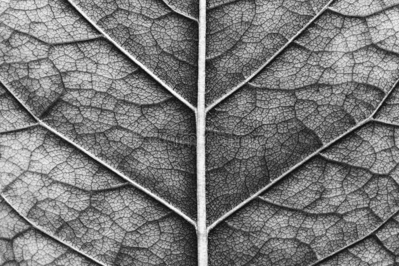 Macro Texture of Leaf, Black and White Photo Stock Image - Image of cell, detail: 119414885