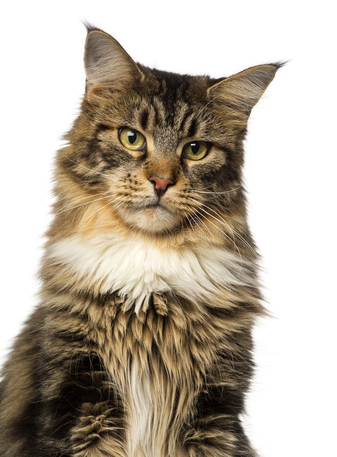 Close-up of a Maine Coon Looking Away Stock Photo - Image of studio ...