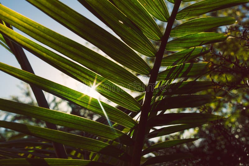 Close-up of Majesty Palm Frond Ravenea Rivularis Outdoor in Sunny ...