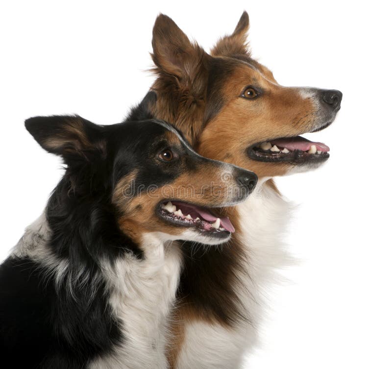 Close-up of Male Border Collie, 7 years old, Female Border Collie, 3 years old, in front of white background