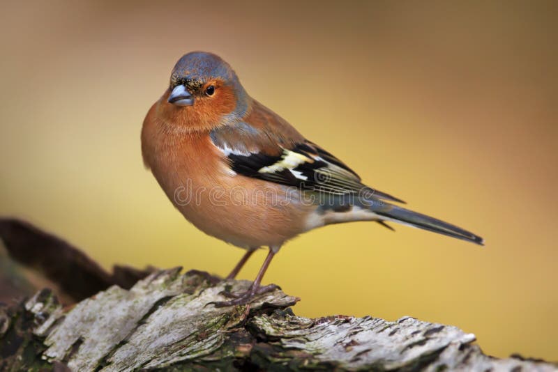 Close-up of a male Common Chaffinch perching on a tree trunk, Scotland, UK royalty free stock photo Close-up of a male Common Chaffinch perching on a tree trunk, Scotland, UK royalty free stock photo