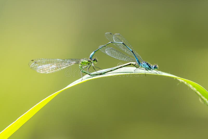 female common bluetail damselfly female common bluetail damselfly