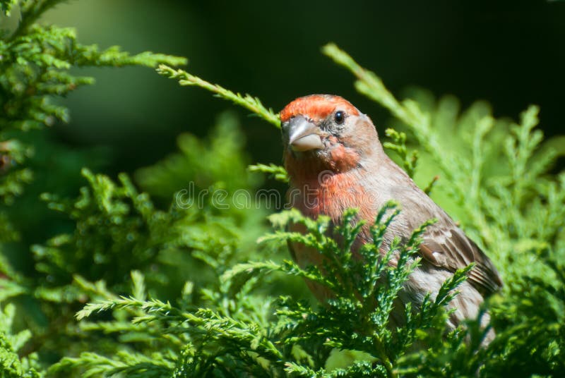Close Up of a Male House Finch royalty free stock photos Close Up of a Male House Finch royalty free stock photos