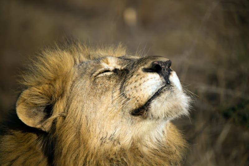 close-up-male-lion-facing-setting-sun-83320955.jpg