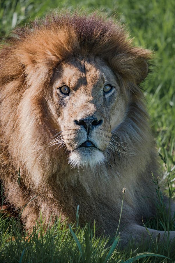 1,793 Lion Looking Up Photos Free & RoyaltyFree Stock Photos from