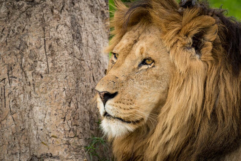 Close-up of male lion near tree trunk