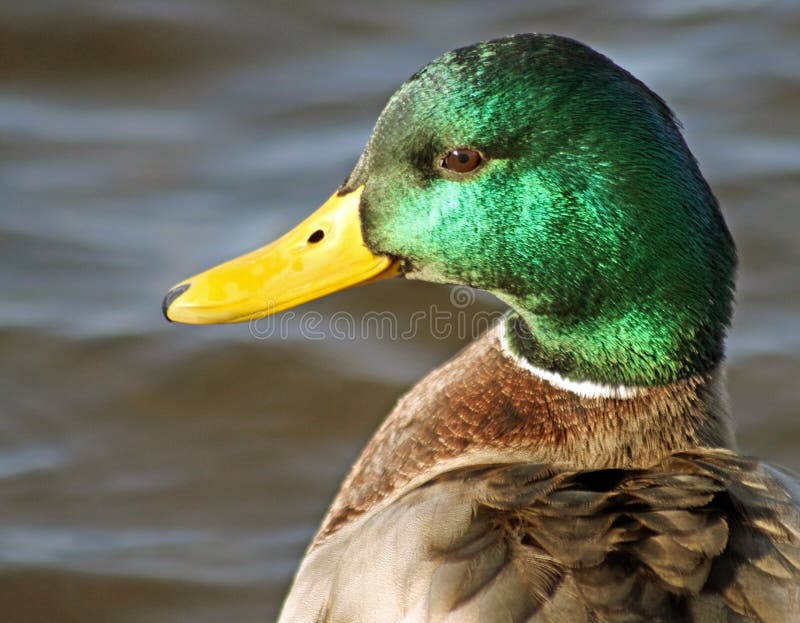 Close up of a Mallard duck male with its distinctive green feathered head and yellow beak