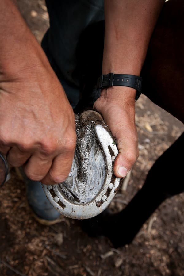 Close Up of a Man Cleaning a Horseshoe Stock Photo Image of animal, farm 15410332