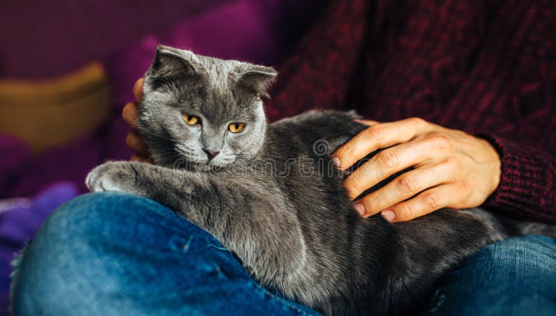 Close-up of man holding ahis cute purring cat. Muzzle of a cat and a man`s hands. Love cats and humans. Relationship