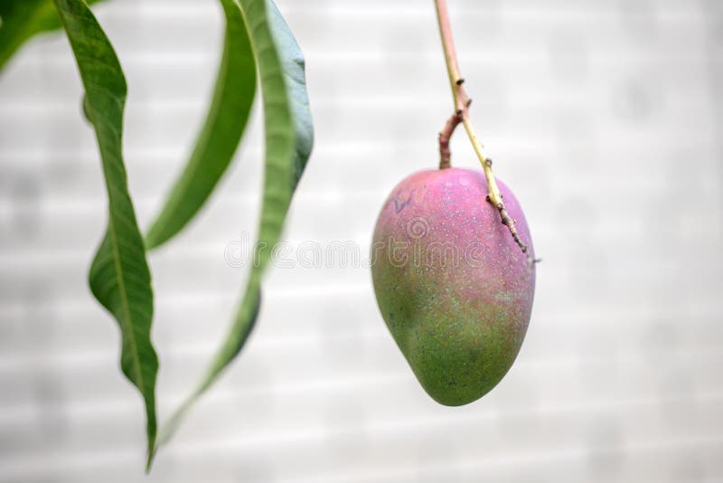 Fresh Mango Fruit on Tree in the Vegetable Garden. Stock Photo Image