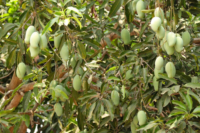 1,132 Mango Tree Branches Stock Photos - Free & Royalty-Free Stock ...
