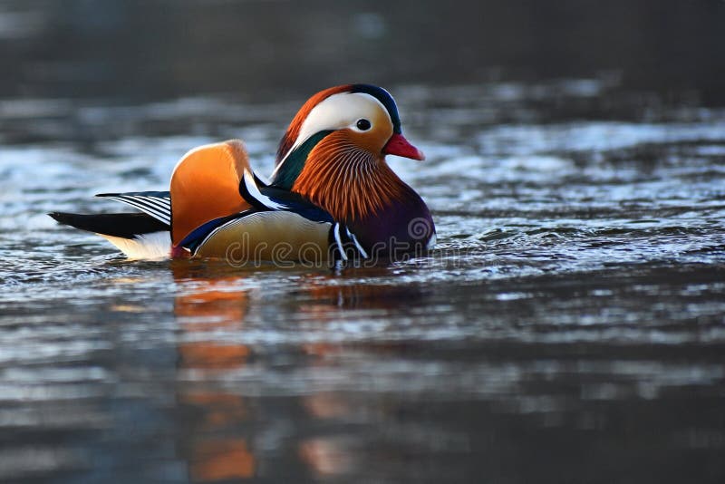 Close-up mannelijke mandarin galericulata die van eendaix op het water met bezinning zwemmen Een mooie vogel die in de wildernis stock fotografie Close-up mannelijke mandarin galericulata die van eendaix op het water met bezinning zwemmen Een mooie vogel die in de wildernis stock fotografie