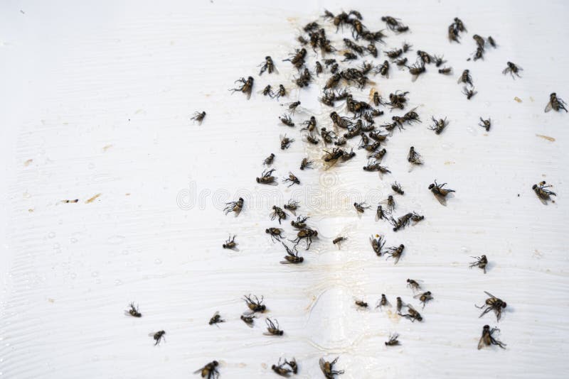 К чему снится мухи в помещение