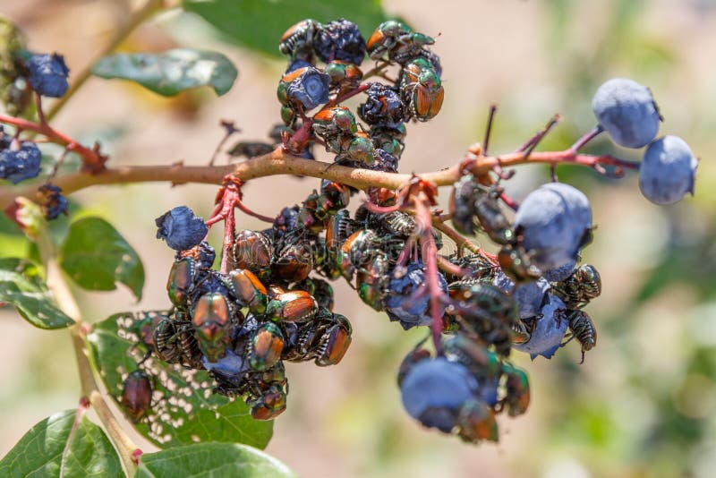 Many Japanese beetles Popillia japonica on blueberries in Piemont, Italy