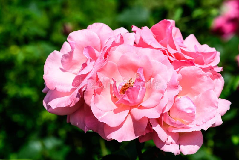 Close Up of Many Large and Delicate Light Pink Roses in Full Bloom in a ...