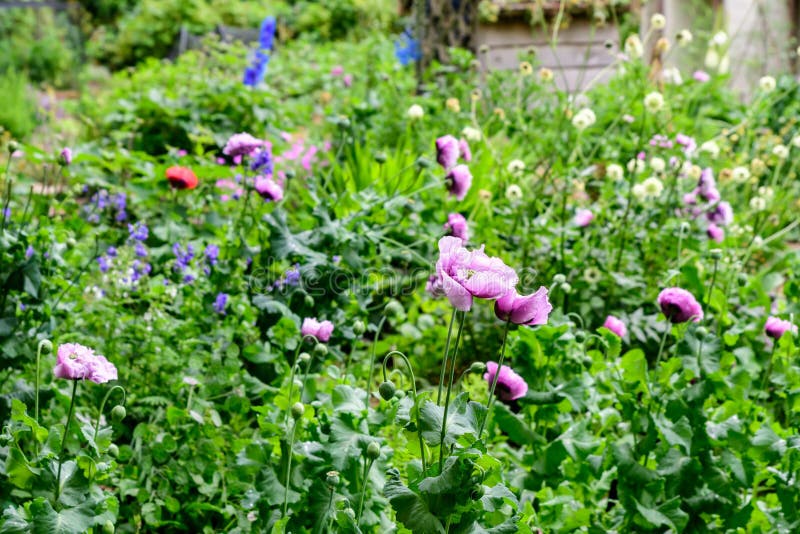 Close up of many large light purple poppy flowers in a sunny summer garden, beautiful outdoor floral background photographed with