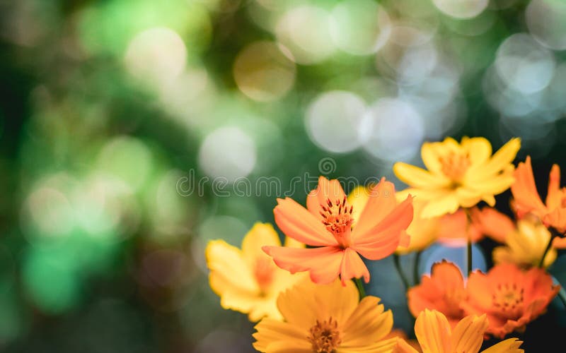 Close-up of many yellow-orange Sulfur Cosmos or Mexican Aster flowers royalty free stock image Close-up of many yellow-orange Sulfur Cosmos or Mexican Aster flowers royalty free stock image
