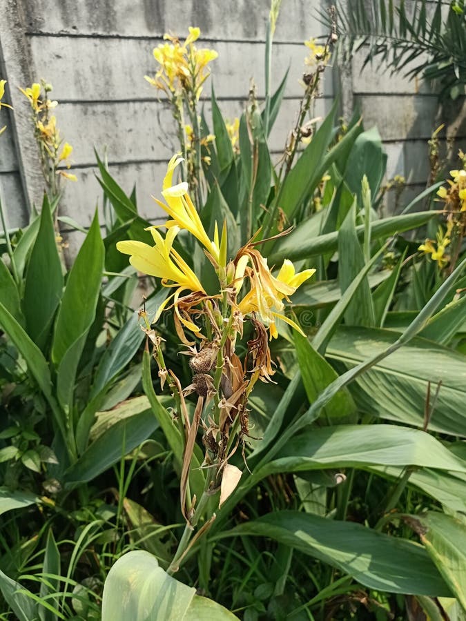 Close Up of Maraca Amarilla Plant Stock Photo Image of summer