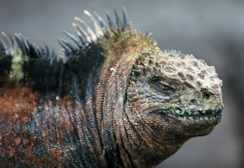 Close Up Marine Iguana