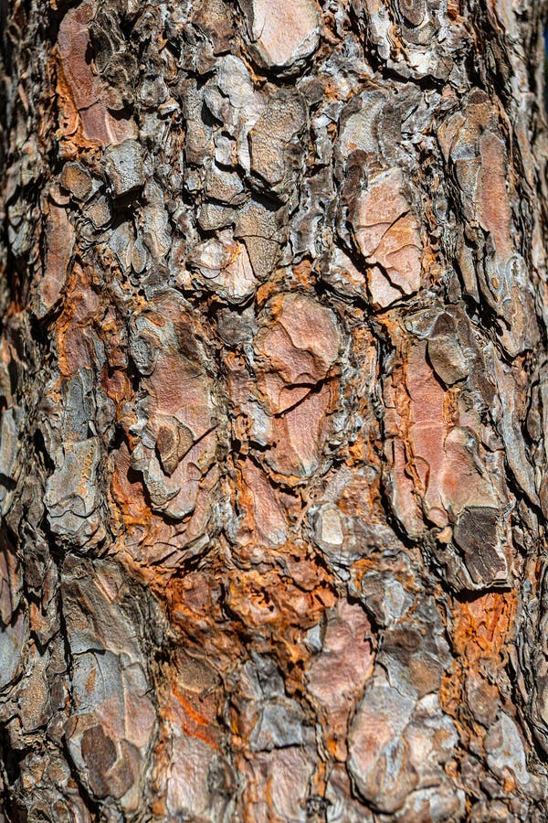 Close up of maritime pine bark showing intricate textures and patterns stock photo