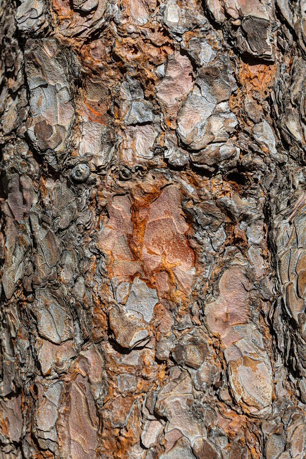 Close up of maritime pine bark showing intricate textures and patterns royalty free stock photography