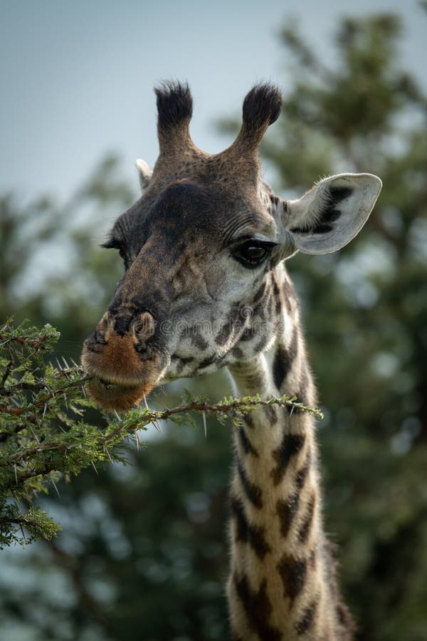 Close-up of Masai giraffe gnawing thornbush branch