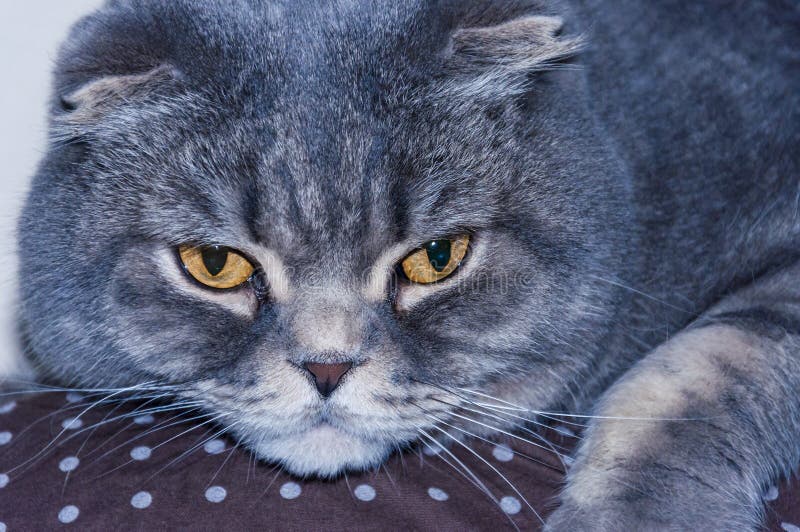 close-up masculino Amarelo-eyed do gato da dobra do Scottish fotos de stock royalty free close-up masculino Amarelo-eyed do gato da dobra do Scottish fotos de stock royalty free