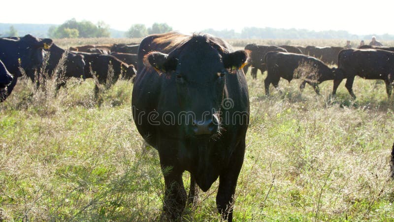 Close up, in meadow, on farm, black pedigree, breeding cows, bulls are grazing. many flies fly around. summer warm day