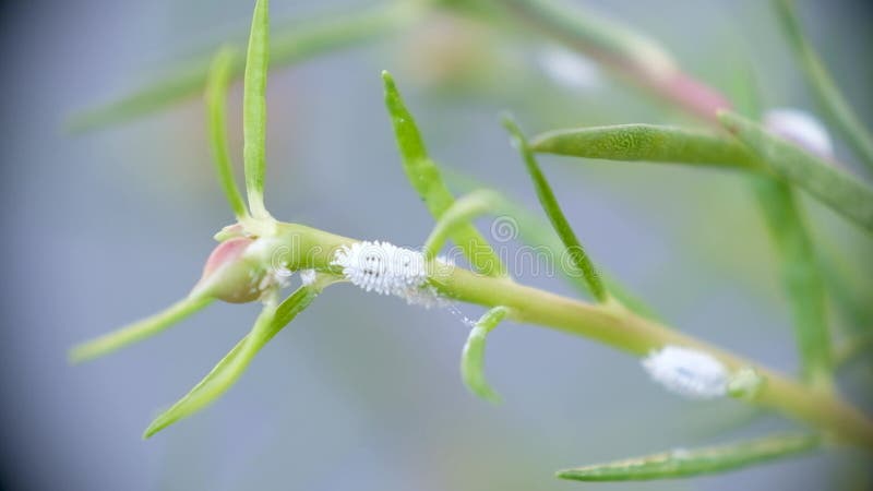 Close-up of mealybugs on moss rose plant stock footage