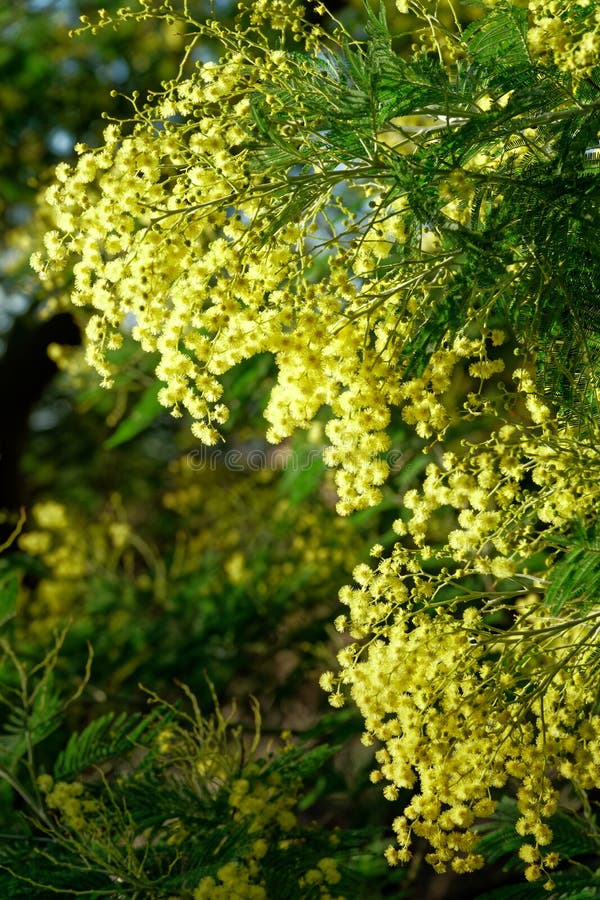 Closeup of Mimosa in Bloom, Silver Wattle, Acacia Dealbata Stock Photo Image of green