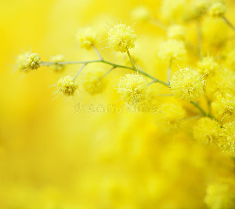 Close-up of mimosas yellow spring flowers on defocused yellow background. Very shallow depth of field. Selective focus