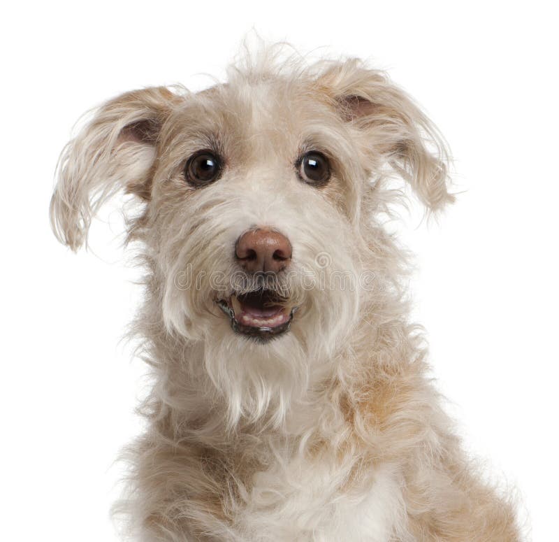 Close-up of Mixed-breed dog, 14 years old