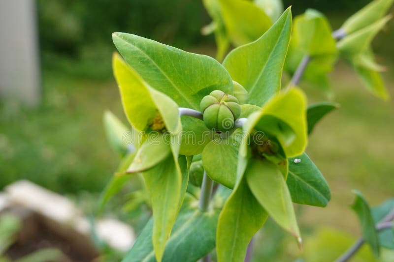 Close-up of mole plant flower bud. inside the bud are the mole plant seeds royalty free stock photos