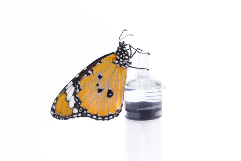 Butterfly Eat Syrup from Flower Stock Photo Image of black, bright