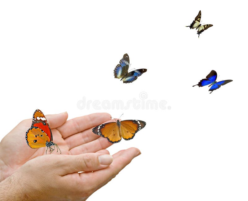 Butterfly and hands stock image. Image of hands, isolated 16883831