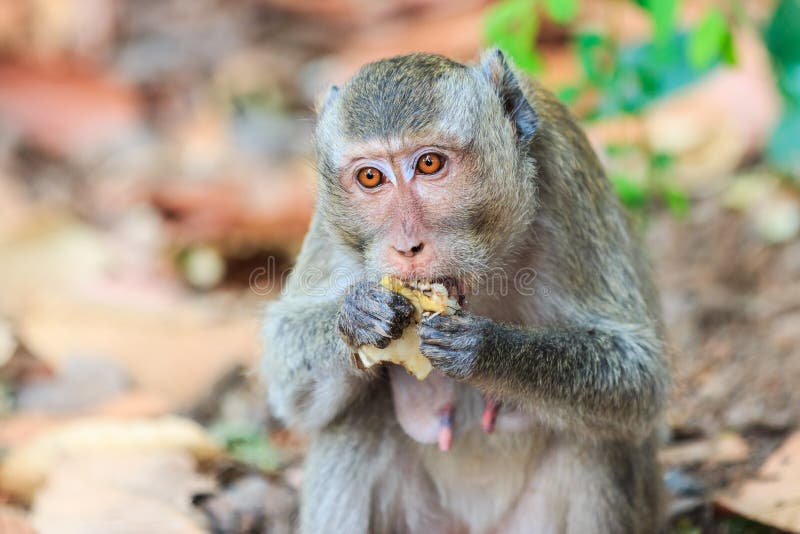 Closeup of Monkey (Crabeating Macaque) Eating Fruit Stock Image